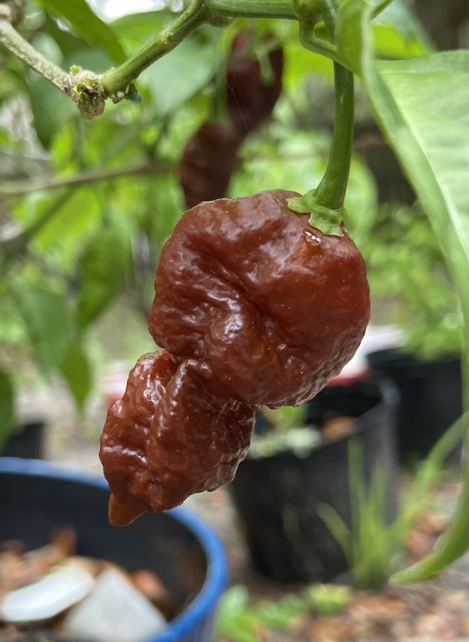 Chocolate Ghost Pepper Seeds 10 Seed Pack Tarl Cooley