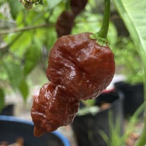 chocolate ghost pepper bhut jolokia