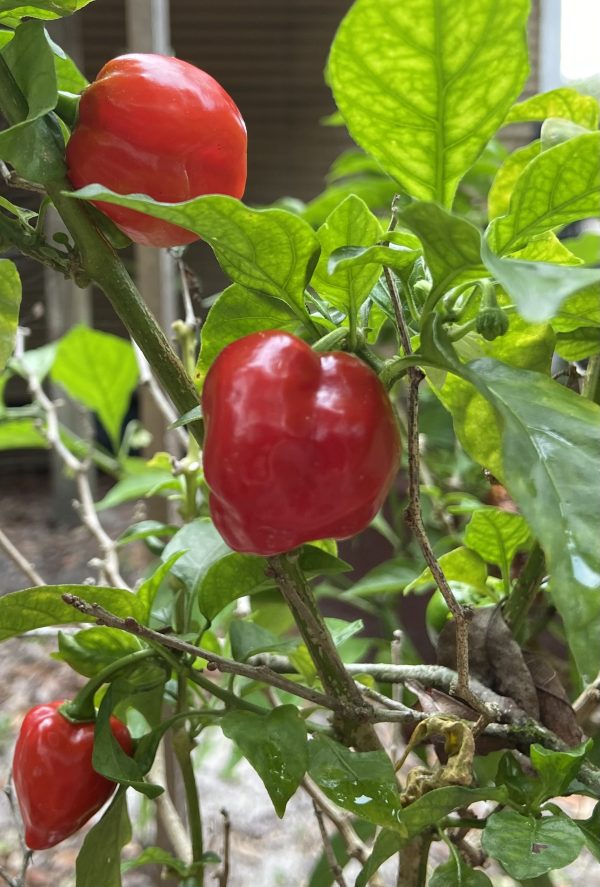 7 pot chili peppers